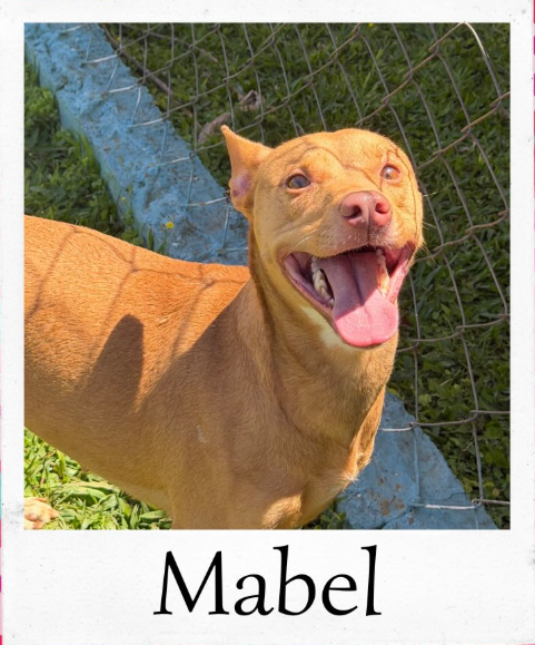 Mabel - animal do abrigo