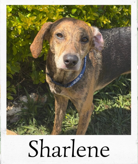 Sharlene - animal do abrigo